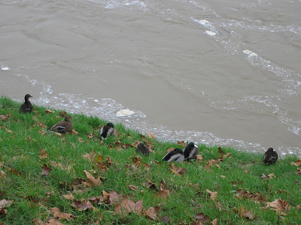 Loire en crue 22.jpg